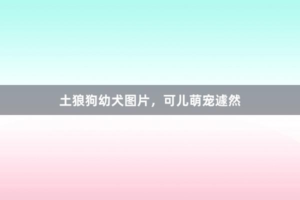 土狼狗幼犬图片，可儿萌宠遽然